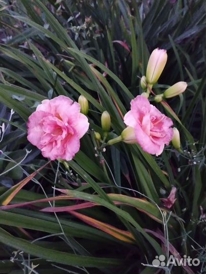 Лилейник сортовой розовый