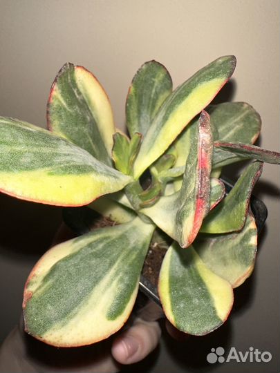 Редкие крассулы крассула Blue Bird var