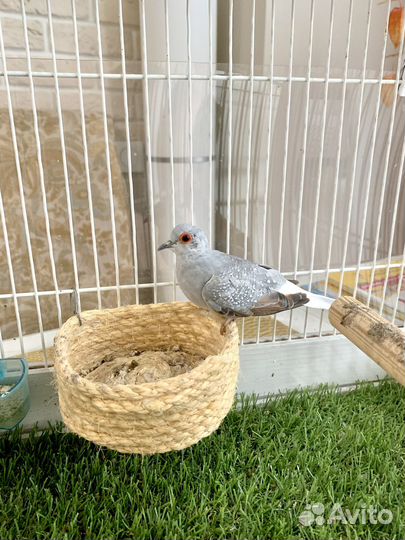 Бриллиантовая горлица, птенцы, клетка для птиц
