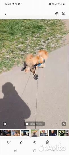 Инвалидная коляска для собак