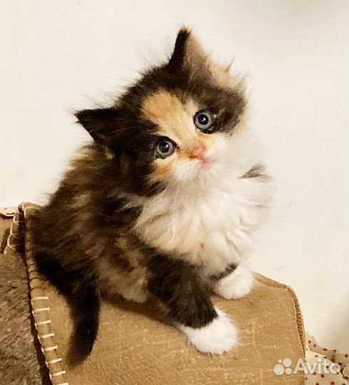 Котенок Маруся 1,5 мес