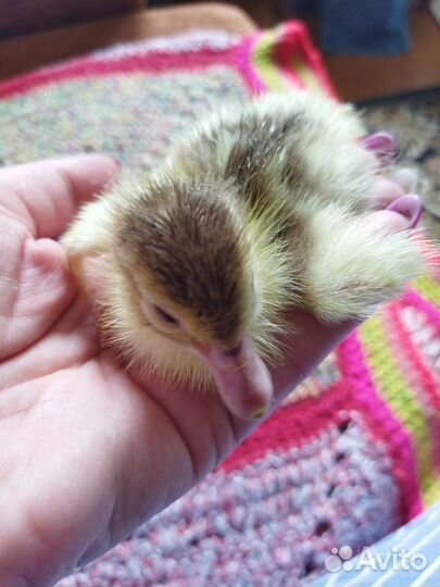 Утиные яйца