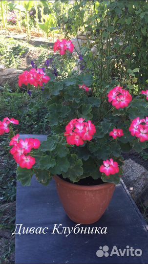 Цветы для дома