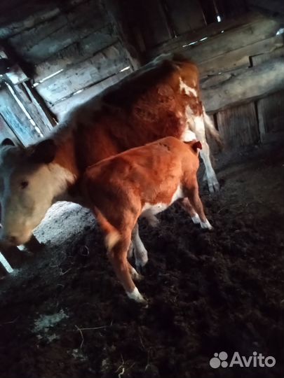 Коровы, телята