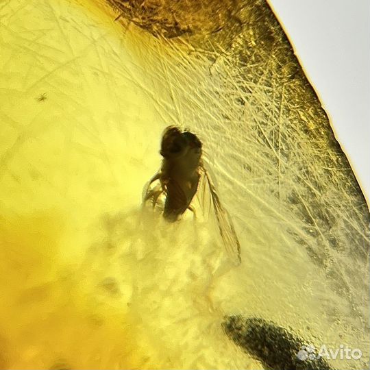 Янтарь с инклюзами окаменелость окаменелый paleo