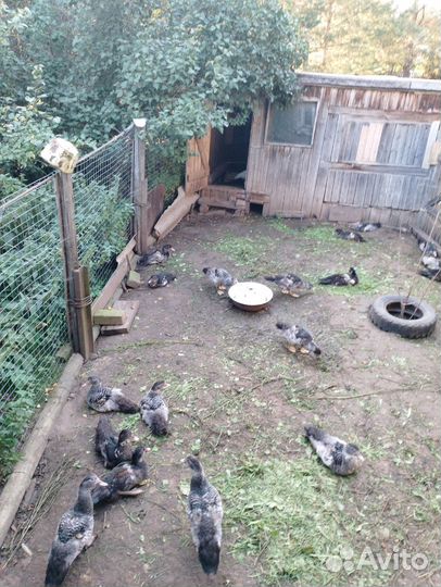 Гусята, утята,есть побольше