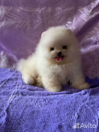 Микро мальчик померанского шпица