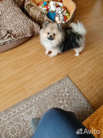 Случка собак