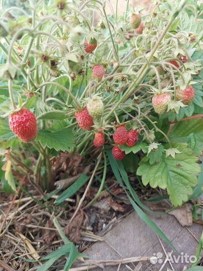 Элитные саженцы клубники от производителя
