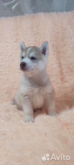 Очаровательные хаски