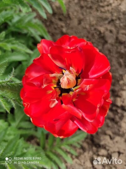 Тюльпаны пять видов