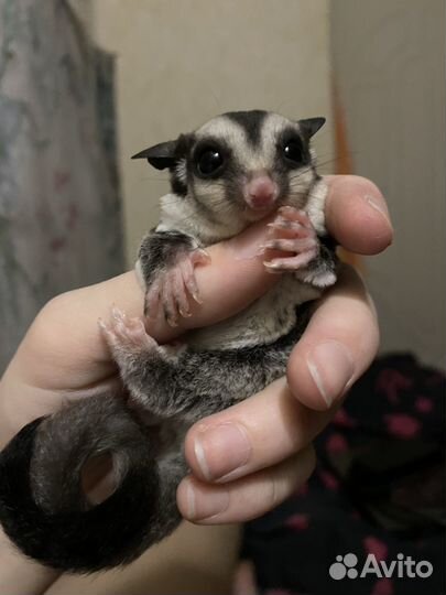 Белка летяга