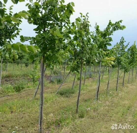 Липа саженцы, крупномеры