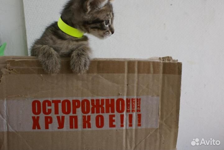 Котёнок, почти леопард