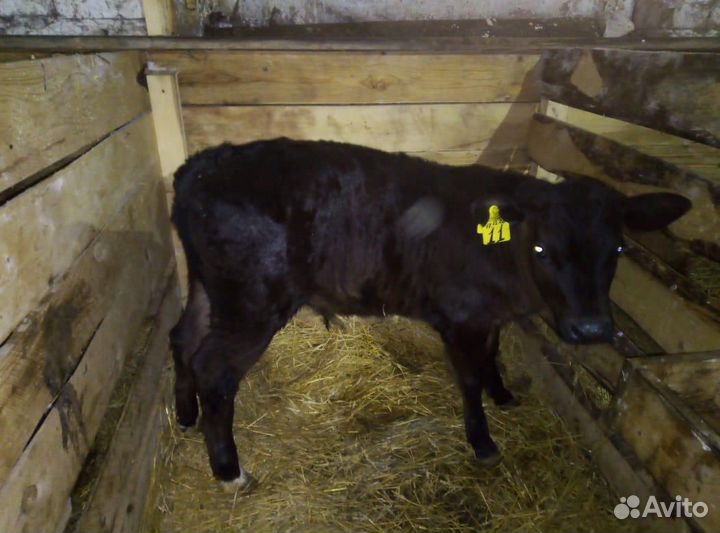 Телята бычки