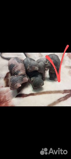 Кошка Сфинкс