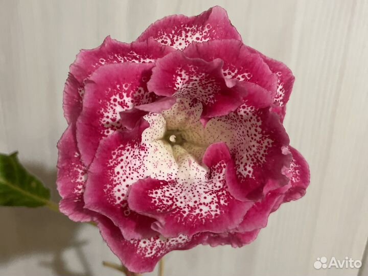 Домашние цветы красиво цветушщие