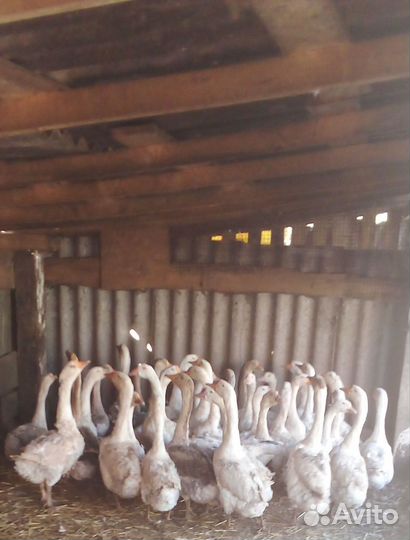 Гуси годовалые