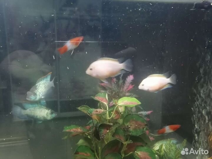 Рыбки цихлиды