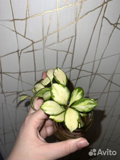 Хойя хешкелиана вариегатная