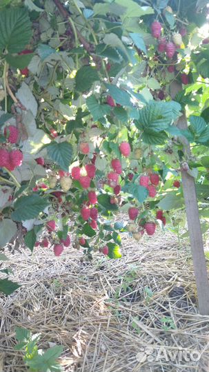 Саженцы малины Краса России