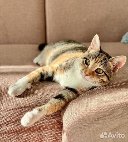 Котенок Бусинка ищет добрые руки