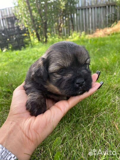 Маленькая собака