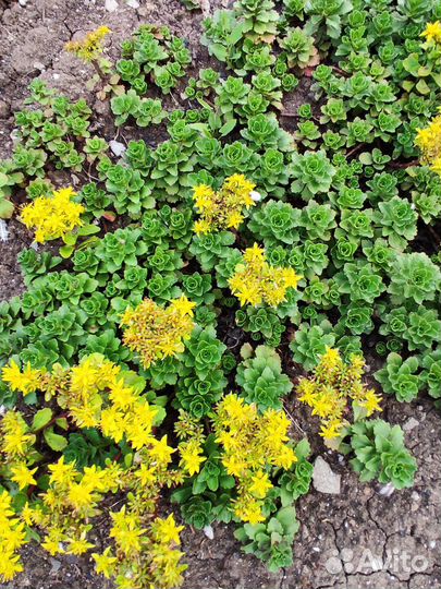 Очиток почвопокровный