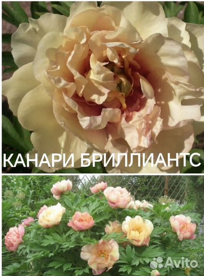 Пионы популярные сорта