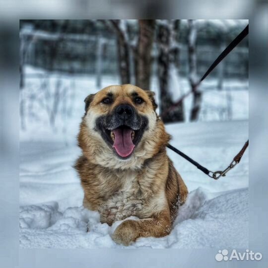 Зая ищет дом