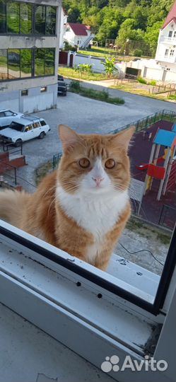 Отдам в хорошие руки Моисей 1год