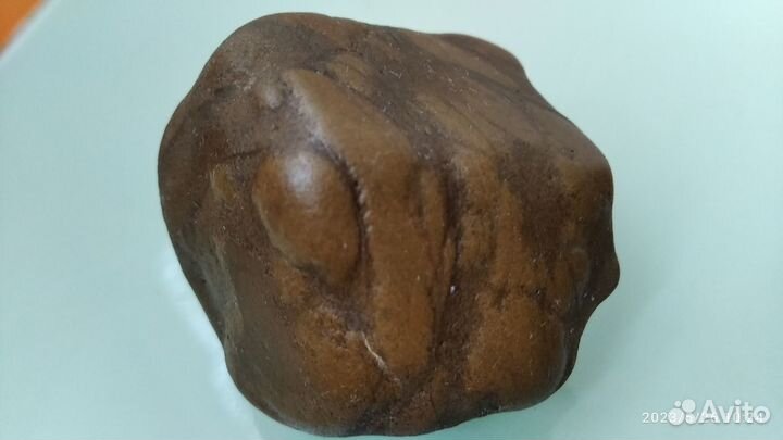 Зуб мамонта. Древняя окаменелость