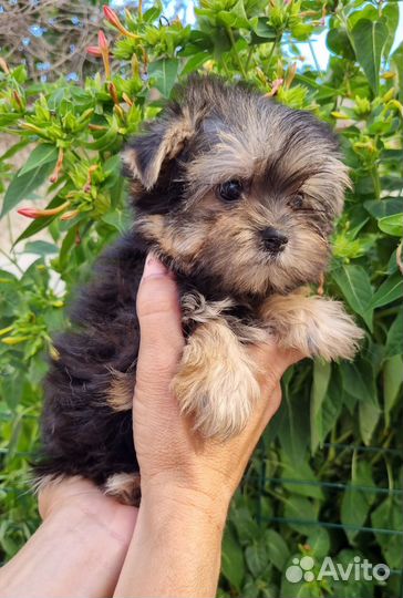 Мини йорк девочка