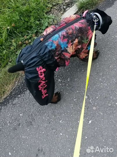 Одежда для собаки