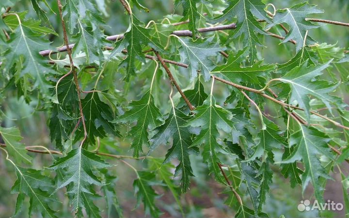 Береза Повислая Криспа