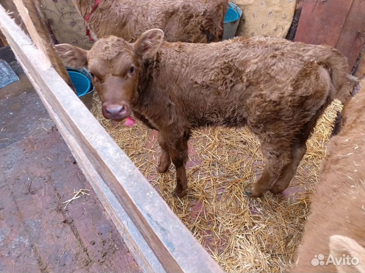 Телочка 10 месяцев