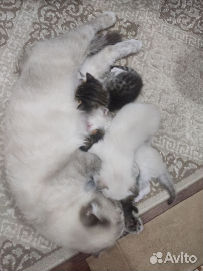 Кошки в добрые руки