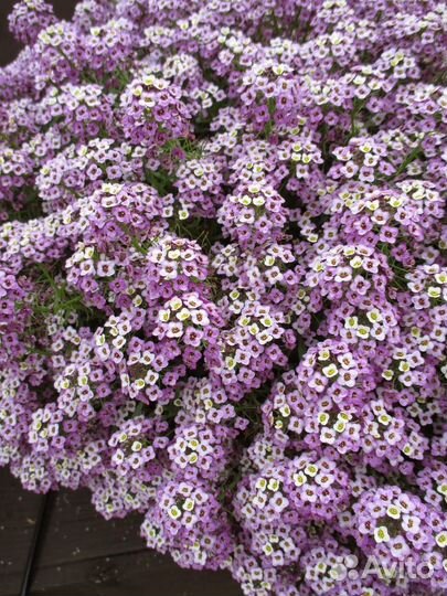 Алисумм вегетативный рассада