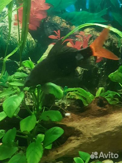 Растения разные, рыбки,коряги