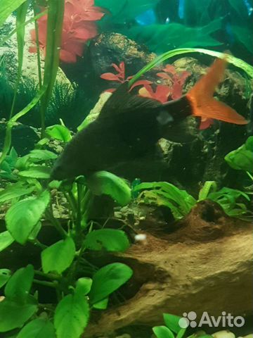 Растения разные, рыбки,коряги