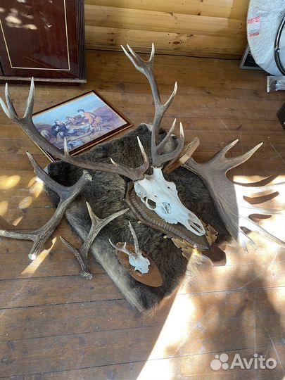 Продам рога оленя
