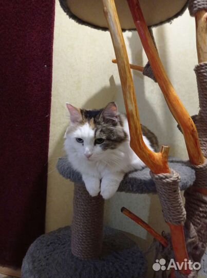 Кошка в добрые руки