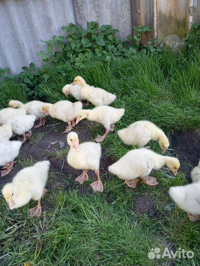 Куры молодки несушки домашние