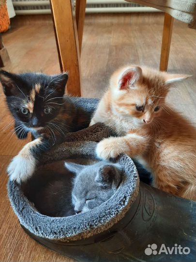 Котята в добрые руки бесплатно