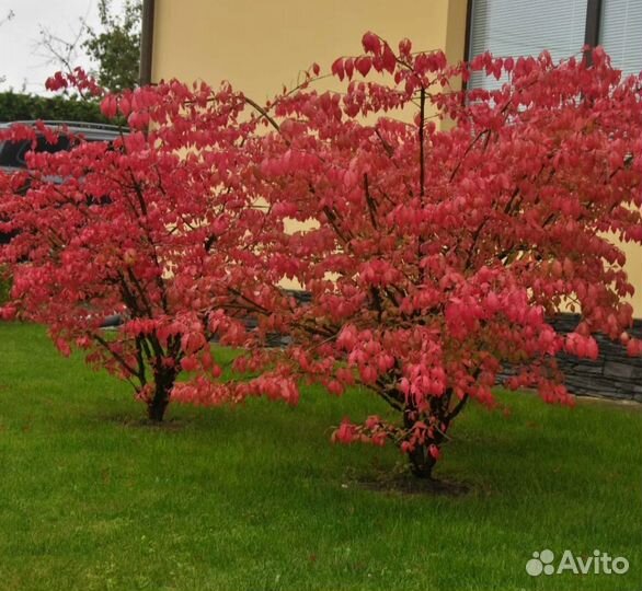 Бересклет европейский