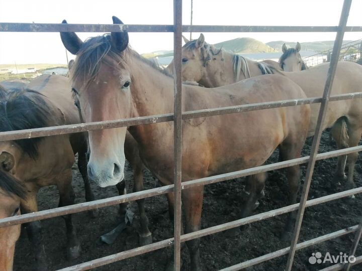Продажа лошадей