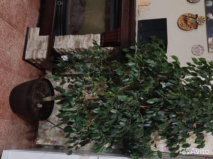 Фикус бенджамина