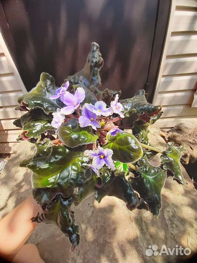 Фиалки сортовые