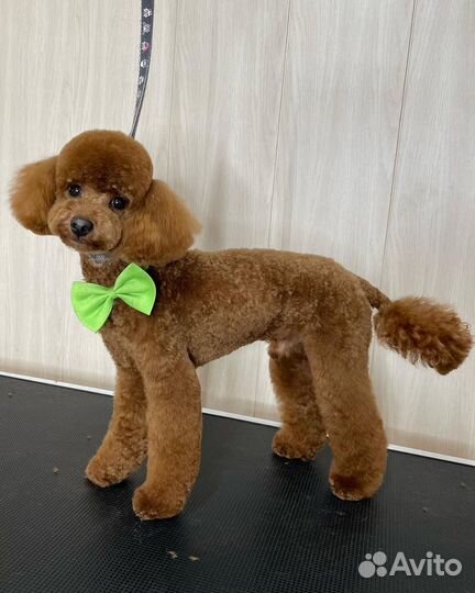 Стрижка собак