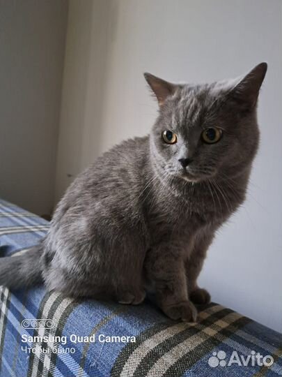 Кошка